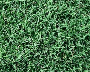 couch close up best | buffalo grass Sydney | Andrews Turf Supplies