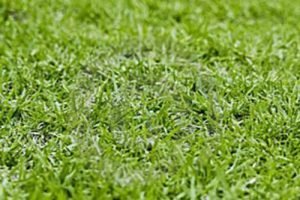 Kikuyu Turf | Andrews Turf Sydney