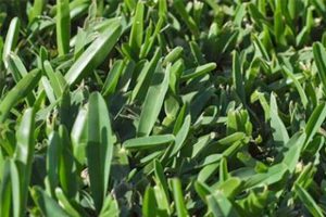 Matilda Buffalo Grass | Andrew Turf Supplies