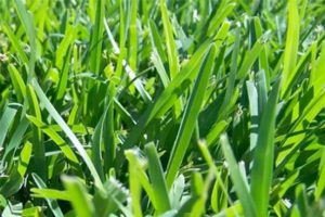 Palmetto Buffalo Grass | Andrew Turf Supplies Sydney