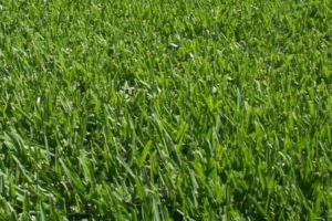 Sapphire Buffalo Grass | Andrews Turf Supplies Sydney