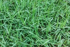 Empire Zoysia Turf | types of buffalo grass | Andrews Turf Supplies