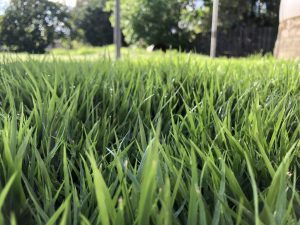 NARA | Types of Buffalo Grass | Andrews Turf Supplies
