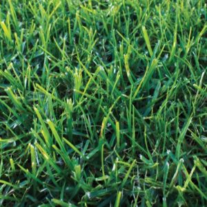 Eureka Kikuyu Grass