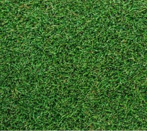 Agusta | Buffalo Grass Sydney | Andrews Turf Supplies
