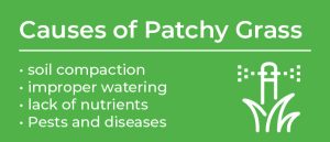 causes of patchy grass: