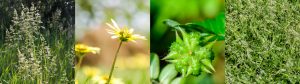 Common Winter Weeds