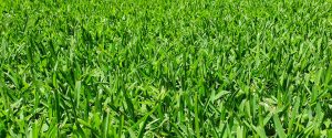 Thick Sir Walter Buffalo grass