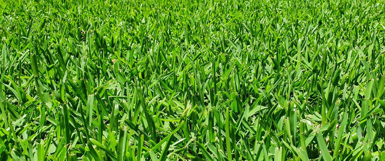 How To Manage Sir Walter Buffalo Grass During Heatwaves