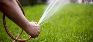 watering a lawn