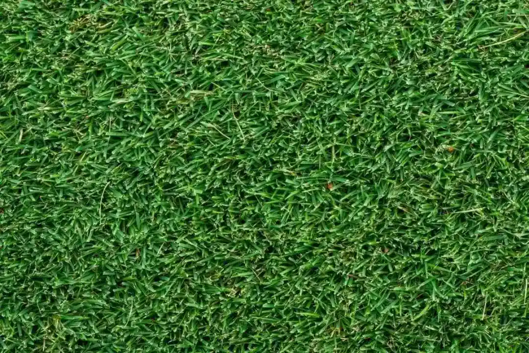 Lawn Care Sydney Lawn Care Sydney