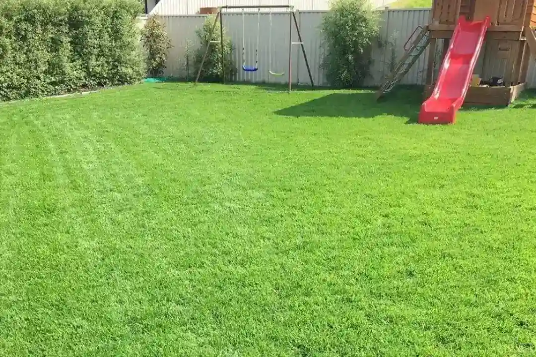 Lawn Renovation Sydney Lawn Renovation Sydney