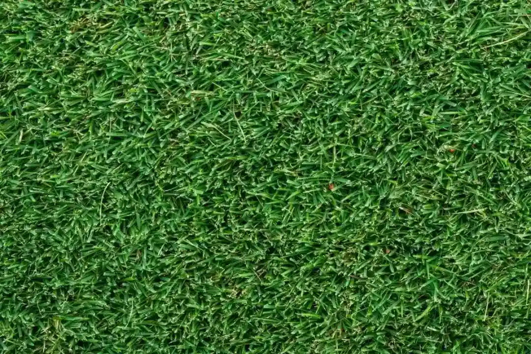 Lawn Renovation Sydney Lawn Renovation Sydney