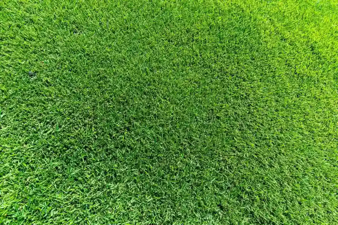 Lawn Renovation Sydney Lawn Renovation Sydney