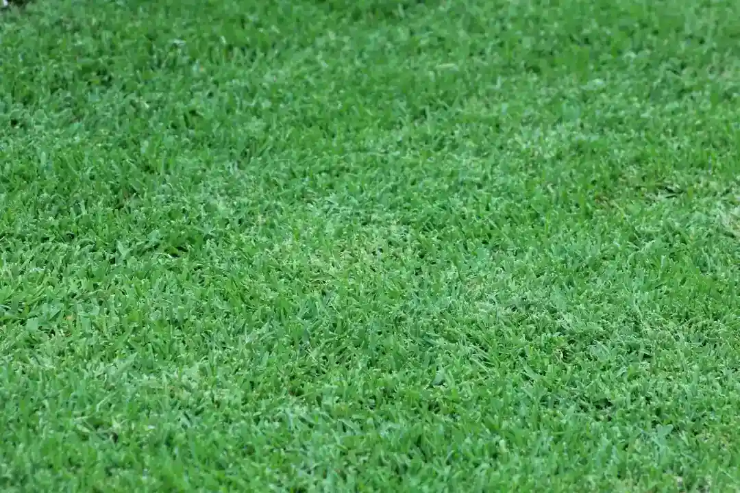 Lawn Renovation Sydney Lawn Renovation Sydney