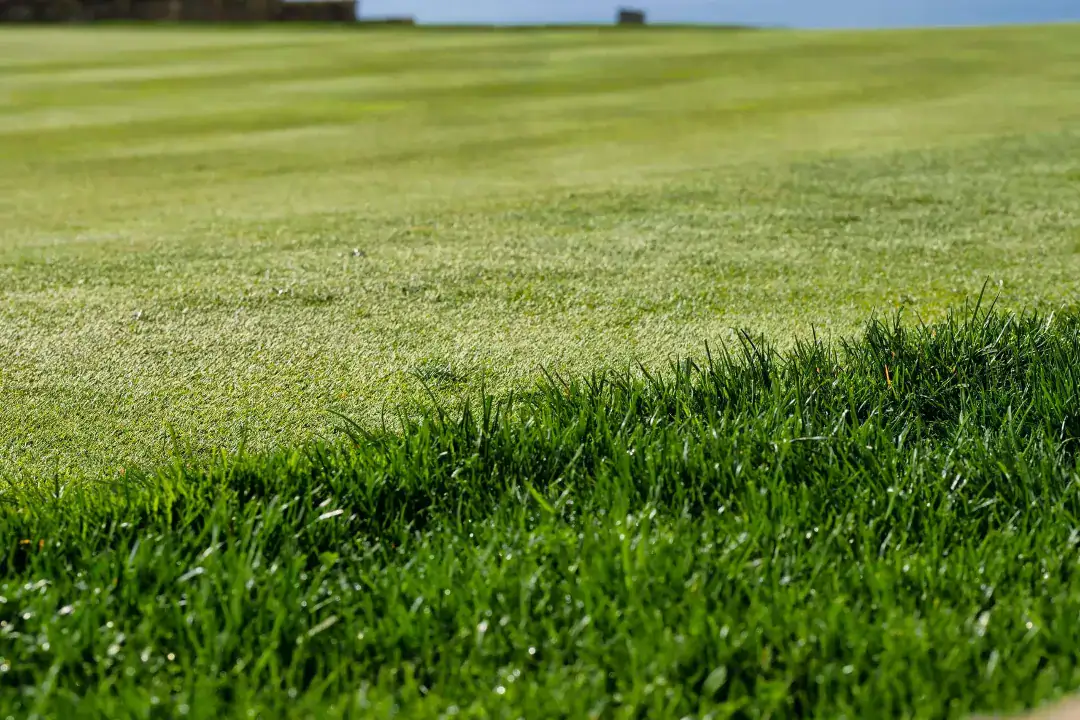 Lawn Top Dressing Sydney